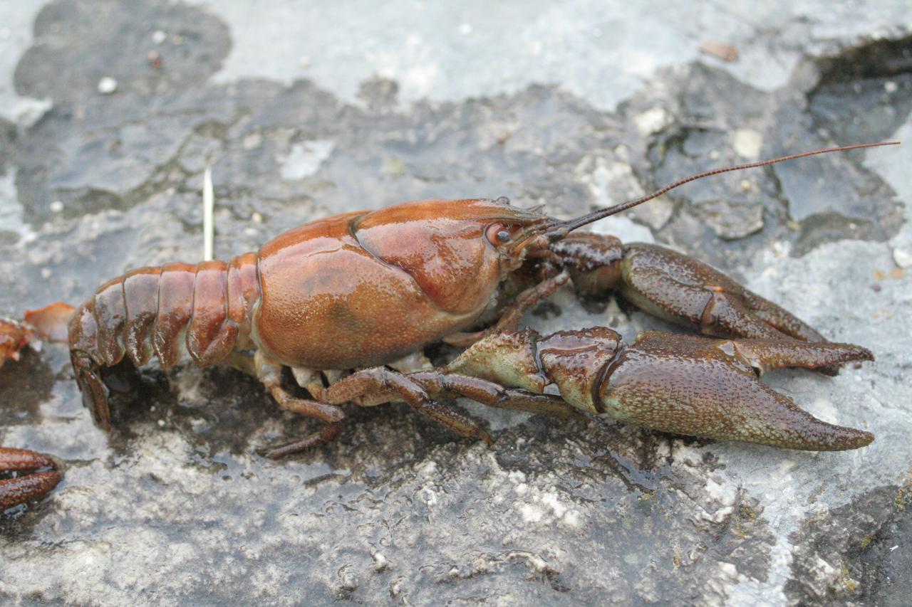 Une écrevisse à pattes blanches, ou pieds blancs, de son nom latin Austropotamobius pallipes. [CC BY 3.0/Wikimedias Commons - David Gerke]