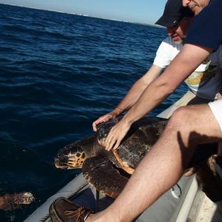 Une remise à l'eau d'une tortue caouanne équipée d'une balise GPS par le CESTMed (Centre d'étude et de sauvegarde des Tortues Marines de Méditerranée). [Radio France - Françoise Claro / MNHN]