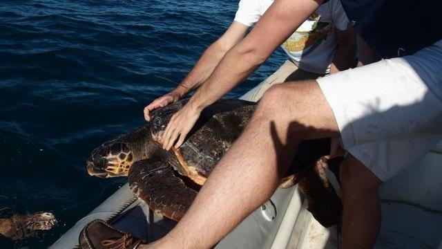 Une remise à l'eau d'une tortue caouanne équipée d'une balise GPS par le CESTMed (Centre d'étude et de sauvegarde des Tortues Marines de Méditerranée). [Radio France - Françoise Claro / MNHN]