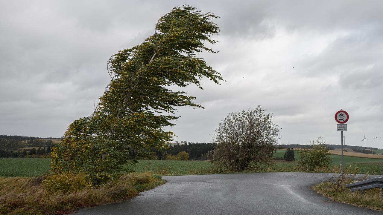 Un vent violent fait plier un bouleau en Bavière. [KEYSTONE - Daniel Vogl / DPA]