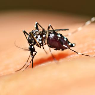 Aedes aegypti est le moustique vecteur principal de la dengue.
mrfiza
Depositphotos [mrfiza]