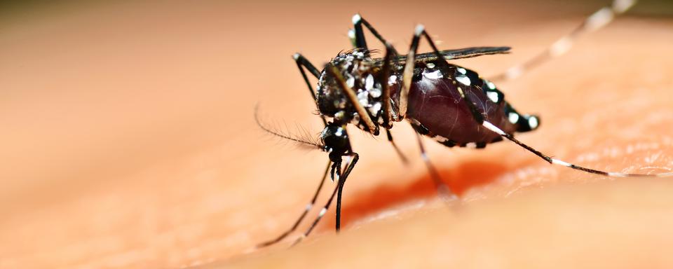 Aedes aegypti est le moustique vecteur principal de la dengue.
mrfiza
Depositphotos [mrfiza]