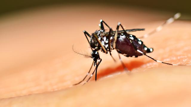 Aedes aegypti est le moustique vecteur principal de la dengue.
mrfiza
Depositphotos [mrfiza]