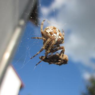 Une diminution marquée des insectes entraîne une diminution du nombre d'araignées. [Pixabay - Miriam Müller]