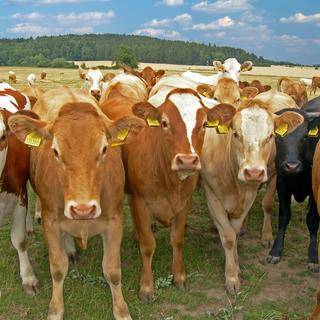 Quel comportement adopter face à un troupeau de vaches? [Depositphotos - drakodav]