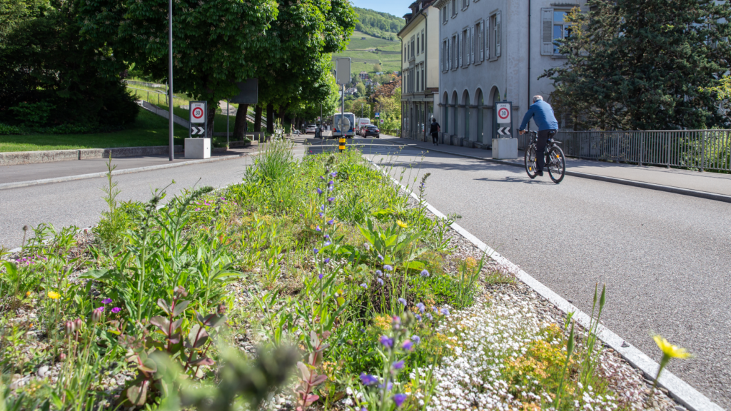 Dans le projet "Quand la nature rencontre la ville", de nombreuses petites bordures de route ont été conçues comme des zones rudérales avec une variété de flore locale, comme ici dans la ville de Baden. [PRIX BINDING - STEFANIE WÜRSCH]