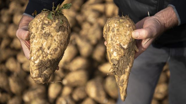 Des betteraves sucrières du domaine agricole de Georges Allaz à Villars-le-Terroir, dans le Gros-de-Vaud. [KEYSTONE - Laurent Gillieron]