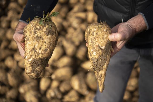 Des betteraves sucrières du domaine agricole de Georges Allaz à Villars-le-Terroir, dans le Gros-de-Vaud. [KEYSTONE - Laurent Gillieron]