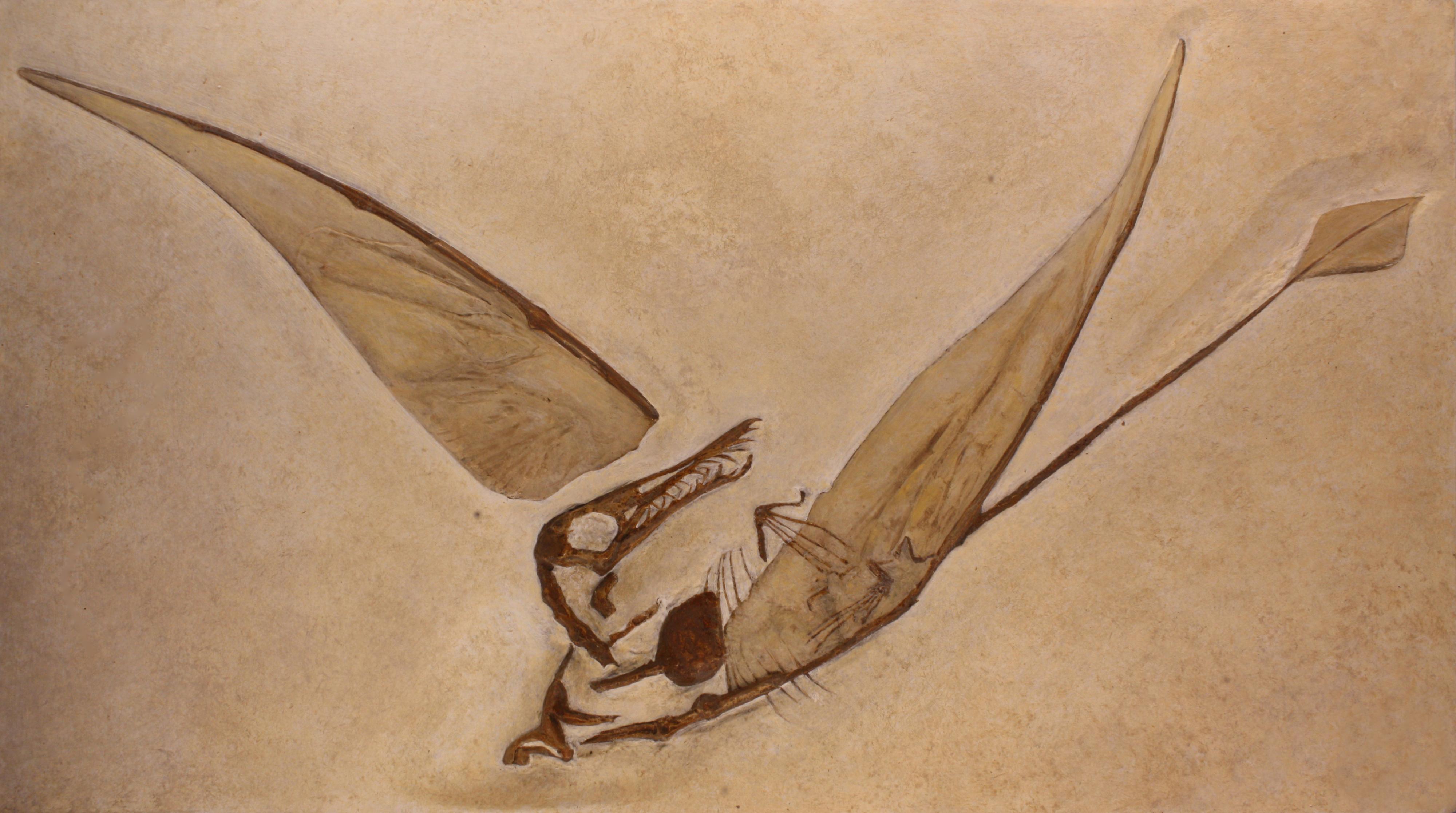 Un moulage de Rhamphorhynchus munsteri vivant entre -155'000'000 et -150'000'000 ans, au Musée des sciences naturelles de Bruxelles. [CC BY-SA 3.0 - M0tty]