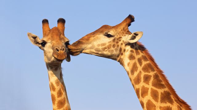 Les girafes ont une stratégie pour éviter la consanguinité.
zambezi
Depositphotos [zambezi]