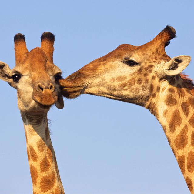 Les girafes ont une stratégie pour éviter la consanguinité.
zambezi
Depositphotos [zambezi]