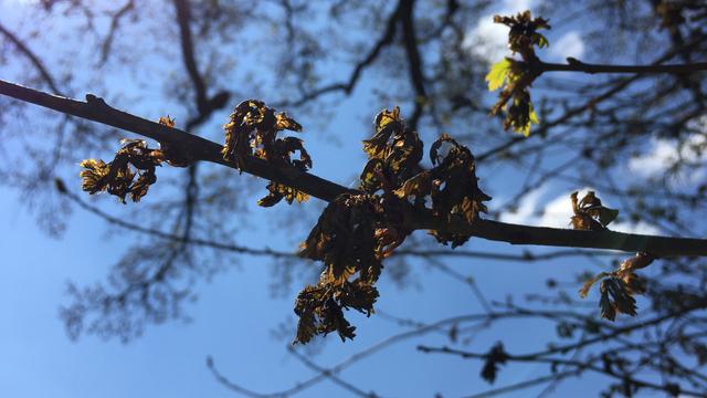 Feuilles de chêne pédonculé endommagées par le gel. Jura, avril 2017. [WSL/Université de Neuchâtel - Yann Vitasse]