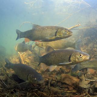 Le chevaine (Squalius cephalus) est très répandu en Suisse et c'est l'un des poissons les plus communs dans les eaux écologiquement dégradées. [Fédération suisse de pêche (FSP) - Rainer Kühnis]