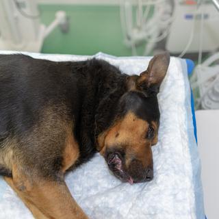 Chronique vétérinaire: les risques de la narcose. [Depositphotos - arvydele.gmail.com]