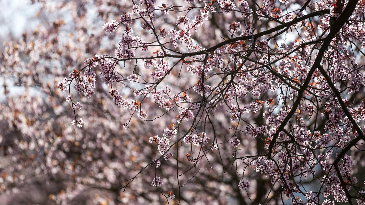 Des cerisiers en fleur à Zurich, le 31 mars 2021. [Keystone - Alexandra Wey]