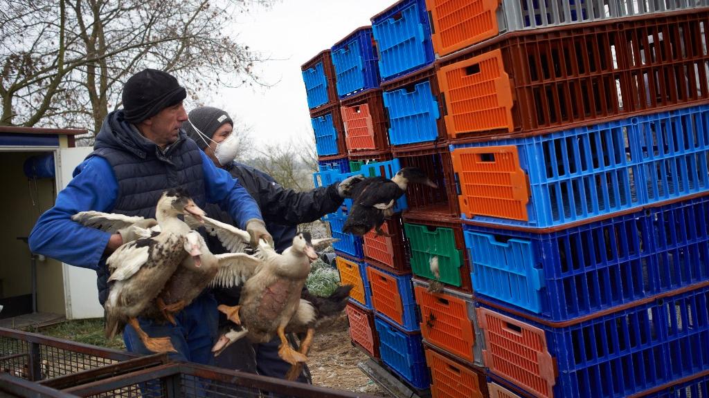 Grippe aviaire H5N8: la Russie dit avoir détecté le premier cas de transmission à l'humain [AFP - Alain Pitton]