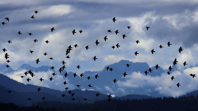 Des millions d'oiseaux migrent actuellement au-dessus de l'Europe et de la Suisse. [Keystone - Karl-Josef Hildenbrand]