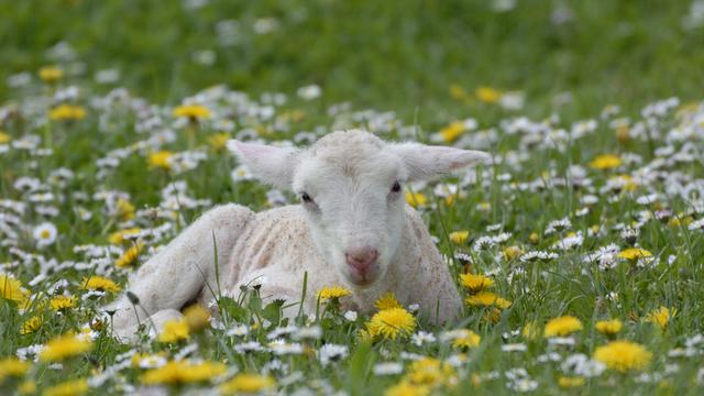 Viande 1-5 - Du pré à la broche. [AFP - Biosphoto / Frédéric Decante]