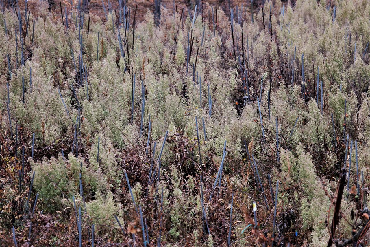 Des vignes en friche dans la région Sion-Conthey. [RTS - Yvan Illi]