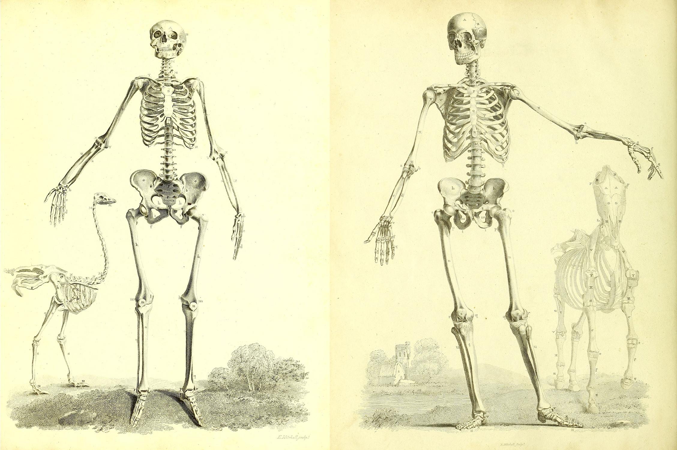 Illustrations tirées de l'ouvrage de John Barclay, "The Anatomy of the Bones of the Human Body", Edimbourg, Maclachlan and Stewart, 1824. [Musée historique de Lausanne]