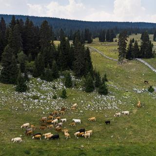 Troupeau en estivage près du Col du Marchairuz, dans le Jura vaudois. [Keystone - Jean-Christophe Bott]