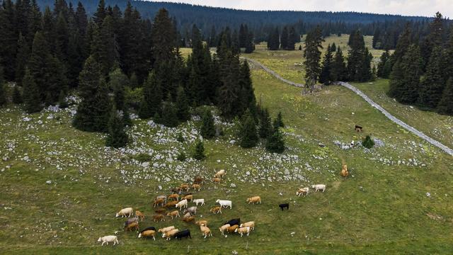 Troupeau en estivage près du Col du Marchairuz, dans le Jura vaudois. [Keystone - Jean-Christophe Bott]