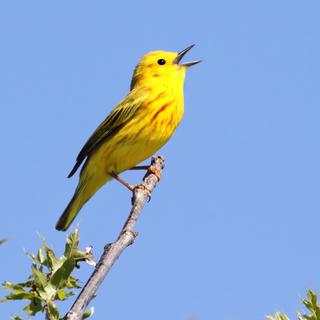 Oiseau jaune chantant sur une branche. [Depositphotos - steve_byland]