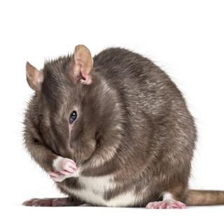 Les rats évitent les maladies en se nettoyant constamment.
lifeonwhite
Depositphotos [lifeonwhite]