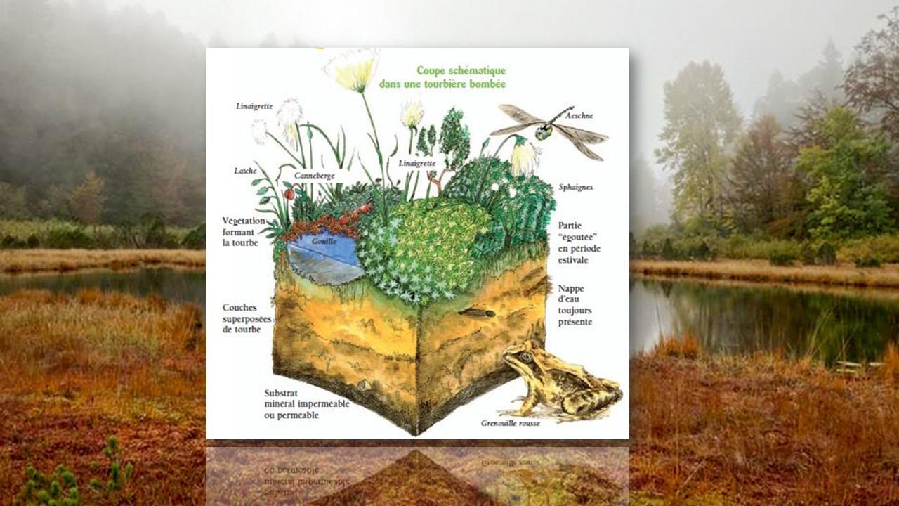 Coupe schématique dans une tourbière bombée [cpepesc.org]
