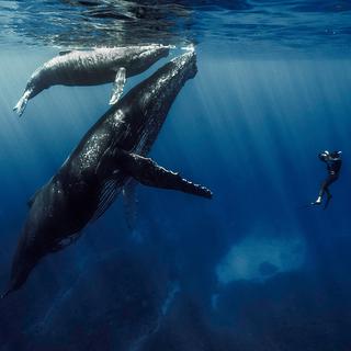 Doc nature - Quand baleines et tortues nous montrent le chemin. [RTS]