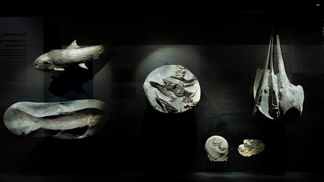Des fossiles du Spitzberg exposés à Fribourg.
michaelmaillard.com 
Etat de Fribourg - Staat Freiburg [Etat de Fribourg - Staat Freiburg - michaelmaillard.com]