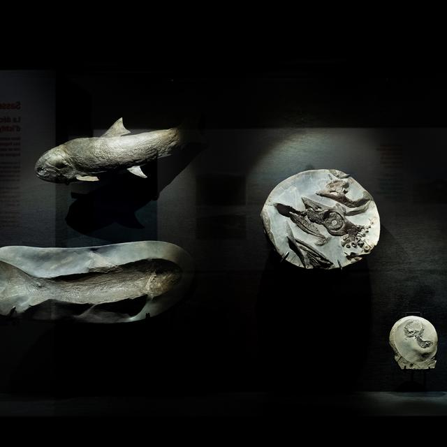 Des fossiles du Spitzberg exposés à Fribourg.
michaelmaillard.com 
Etat de Fribourg - Staat Freiburg [Etat de Fribourg - Staat Freiburg - michaelmaillard.com]