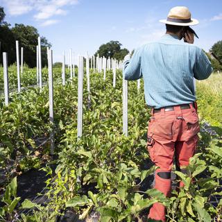 Les petits paysans soutiennent l'initiative contre les pesticides. [KEYSTONE - Leandre Duggan]