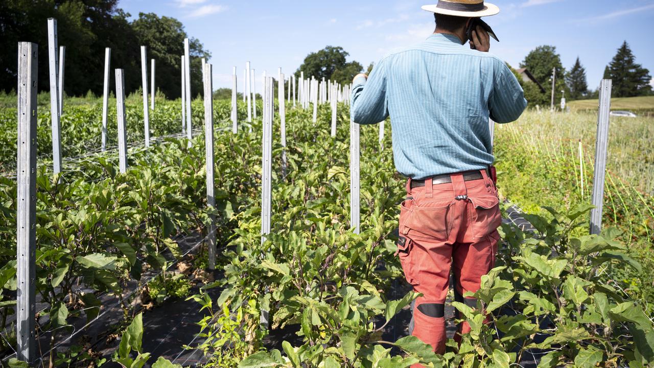 Les petits paysans soutiennent l'initiative contre les pesticides. [KEYSTONE - Leandre Duggan]