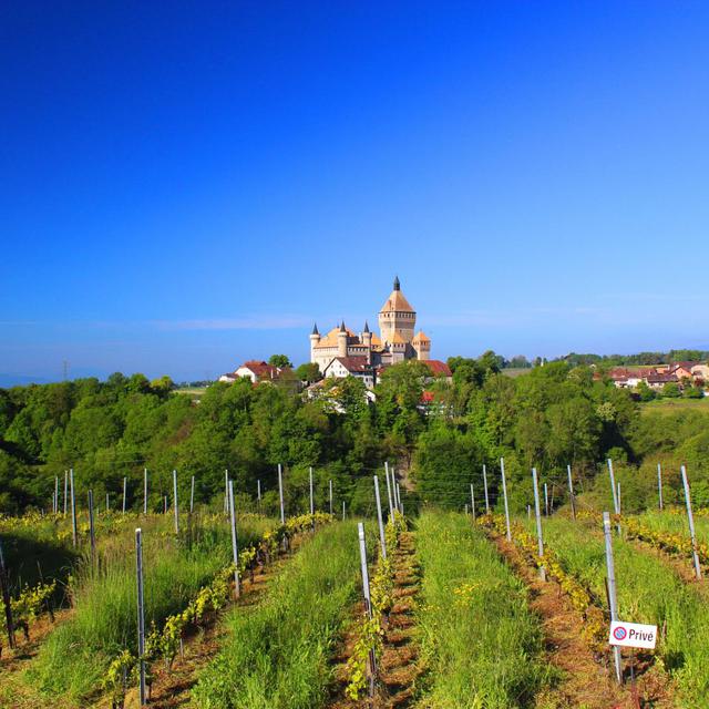 Du nouveau dans le bio: vin Nature, vers des pratiques viticoles innovantes? [© Morges Tourisme]