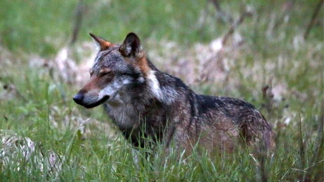 Un loup, photographié dans le Haut-Valais en mai 2013. [Keystone - Marco Schmidt]