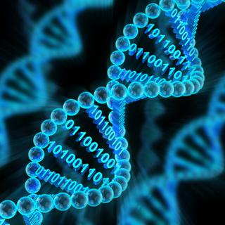 Un seul brin d’ADN est dix millions de fois plus dense, en termes d'informations, qu’un disque dur. 
ymgerman
Depositphotos [ymgerman]