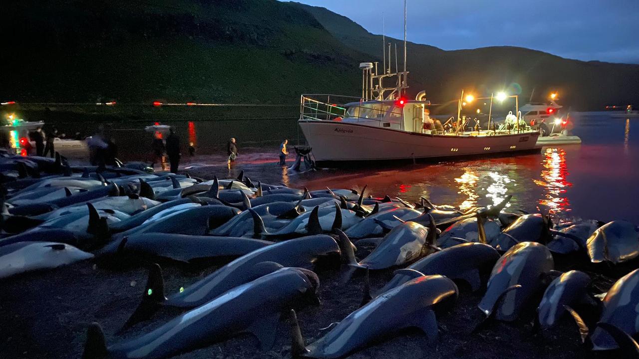 Aux îles Feroé, émotion après la mise à mort de 1400 dauphins en une journée. [Keystone - Sea Shepherd]