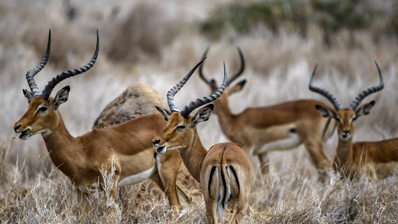 Des impalas dans le Lewa Wildlife Conservancy qui font partie des animaux recensés par le Kenya Wildlife Service, le 17 juillet 2021. [AFP - Tony Karumba]