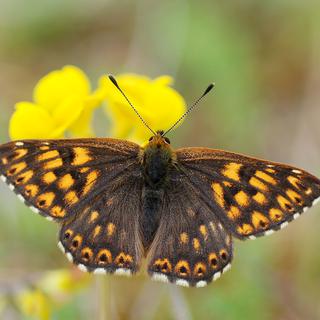 La Lucine (hamearis lucina) est une espèce de papillons. [CC BY-SA 2.0 / Wikimedia Commons - Gilles San Martin]