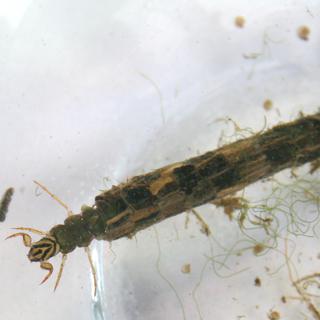 Une larve de phrygane. [CC BY-SA 3.0 / Wikimedia Commons - MyForest]