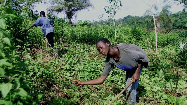 Les géants du chocolat sont attaqués à cause du travail des enfants dans les plantations. [AP - Christine Nesbitt]