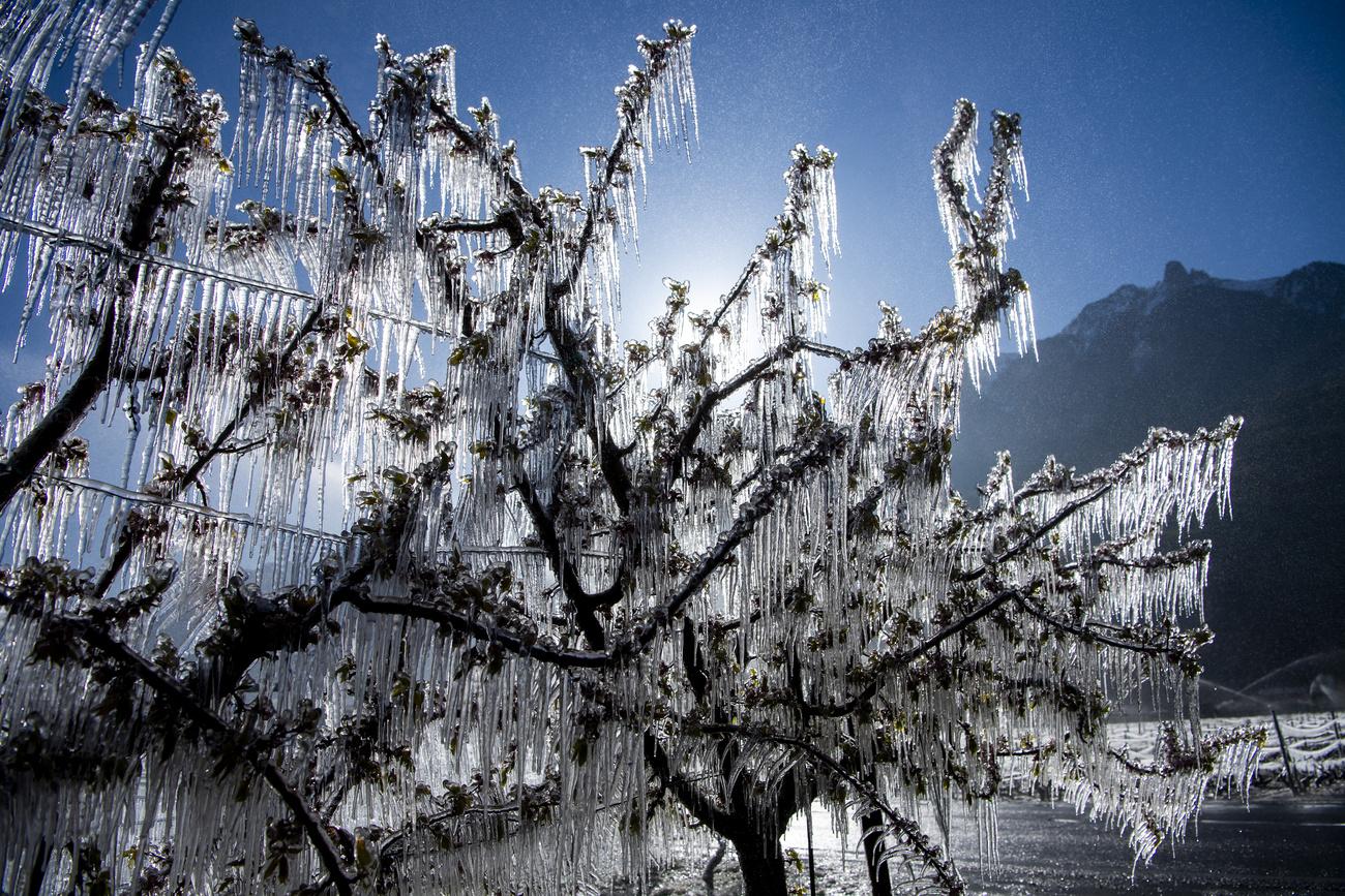 Les arbres, ici à Saxon (VS), sont arrosés pour les protéger du gel. La glace qui se forme autour des fruits et des fleurs permet de les protéger. [KEYSTONE - JEAN-CHRISTOPHE BOTT]