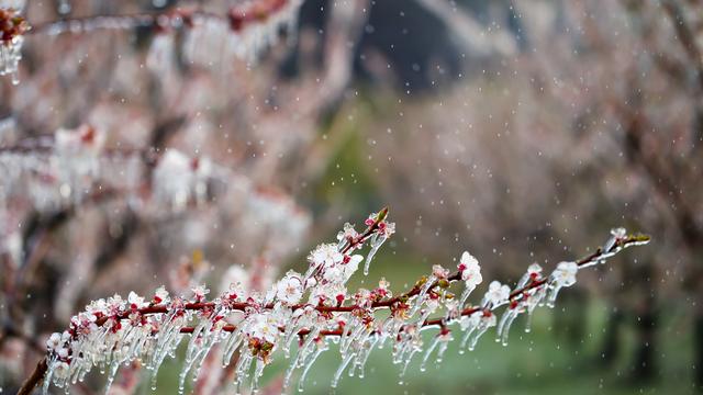 Le printemps a été le plus froid depuis 2013 dans de nombreuses régions de Suisse. [KEYSTONE - Valentin Flauraud]