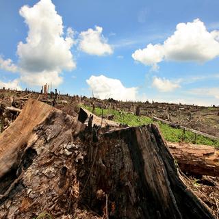 Une forêt entièrement rasée de la main de l'homme (Indonésie). [EPA - Mast Irham/Keystone]