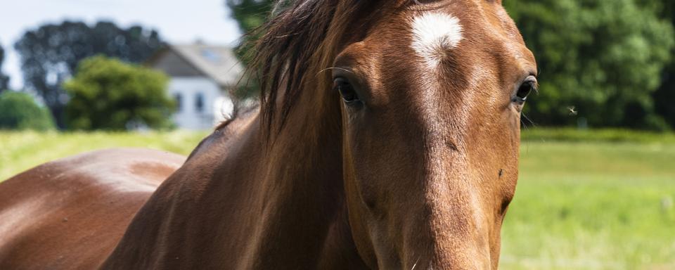 La communication animale, parfois appelée communication animale intuitive, rencontre depuis quelques années un grand succès en Suisse romande. [Depositphotos - brita.seifert@googlemail.com]