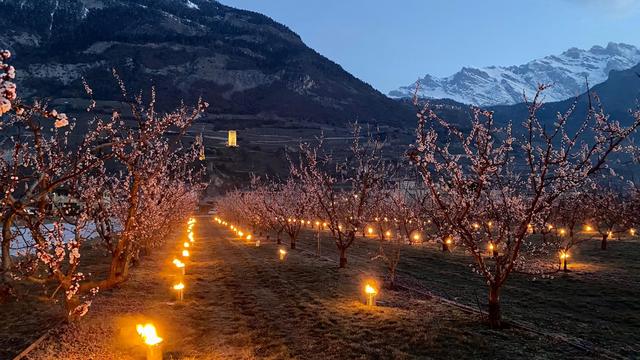 Une photo des bougies installées durant la nuit à Saillon pour protéger les abricotiers. [Aline Défayes, productrice à Saillon]