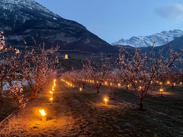 Une photo des bougies installées durant la nuit à Saillon pour protéger les abricotiers. [Aline Défayes, productrice à Saillon]