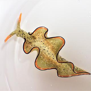 Elysia Marginata, la limace de mer. [AP/Keystone - Sayaka Mitoh]