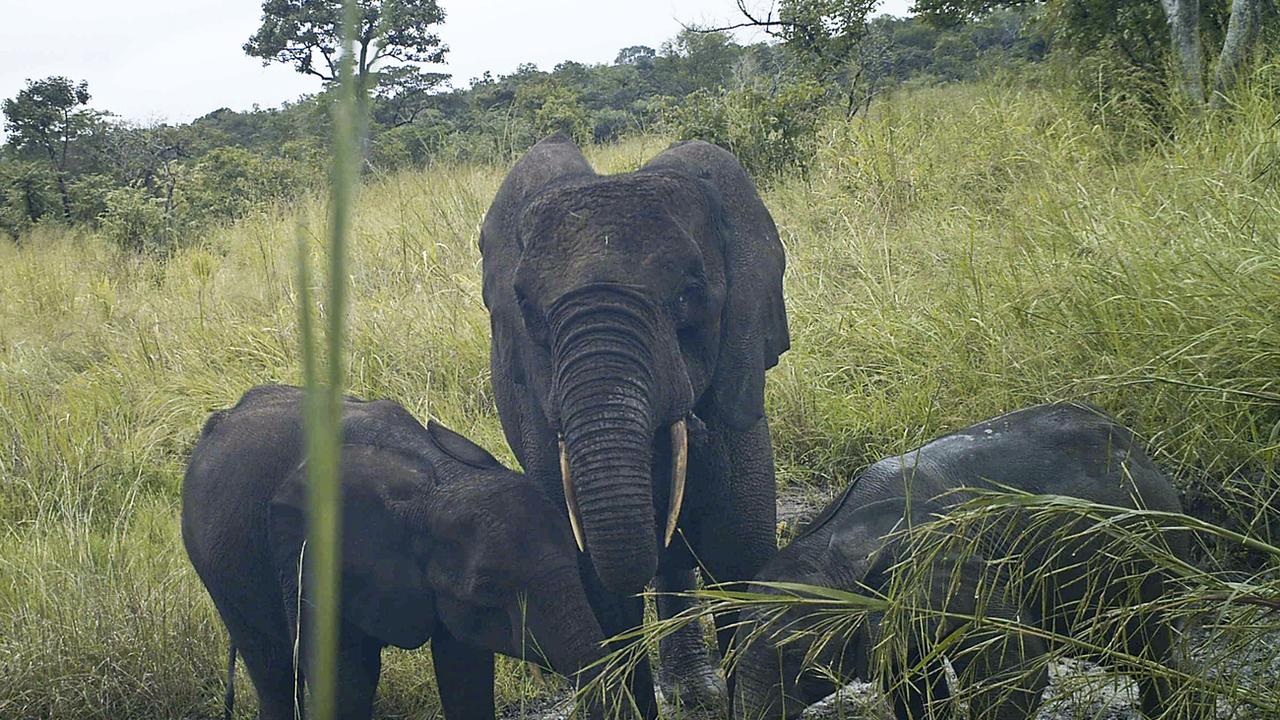 L'éléphant de forêt, plus petit que son cousin des savanes, a vu sa population chuter de 86% en 30 ans et il est désormais considéré comme en danger critique d'extinction.